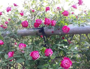 Các loại Hoa hồng đẹp Việt nam